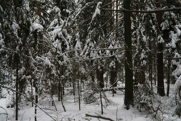 Fototapeta premium Winter snowy frosty landscape. The forest is covered with snow. Frost and fog in the park.