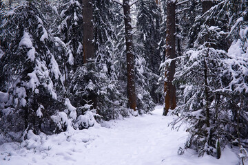The forest is covered with snow. Frost and snowfall in the park. Winter snowy frosty landscape.