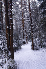 The forest is covered with snow. Frost and snowfall in the park. Winter snowy frosty landscape.