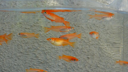 鮮やかなオレンジ色の楊貴妃メダカの群泳　8028