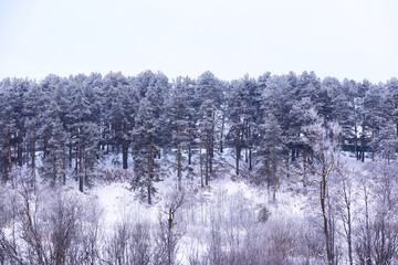 The forest is covered with snow. Frost and snowfall in the park. Winter snowy frosty landscape.