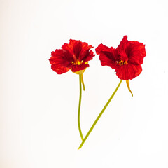 flower on the white background