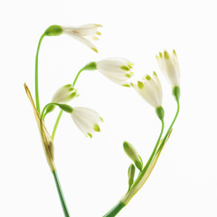 snowdrop flowers on the white