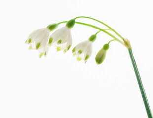 snowdrop flowers on the white