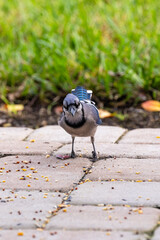 Naklejka premium Front view of a Blue jay standing on cement tiles and grass.