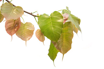Bodhi or Peepal Leaf from the Bodhi tree, Sacred Tree for Hindus and Buddhist.On white...