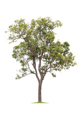 Obraz premium isolated big tree on White Background. tropical trees isolated used for design, advertising and architecture