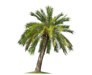 isolated big palm tree on White Background.Large palm trees database Botanical garden organization elements of Asian nature in Thailand,