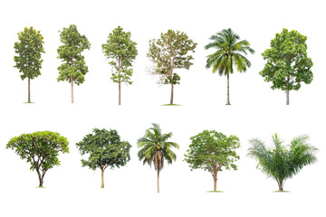 isolated big tree on White Background. The collection of trees. tropical trees isolated used for design, advertising and architecture