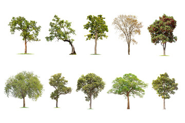 isolated big tree on White Background. The collection of trees. tropical trees isolated used for design, advertising and architecture