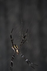 a spider in its web