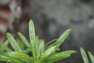 water droplet on green lohansung leaves with copy space