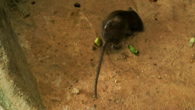 A house mouse is looking for leftover vegetable and food scraps scattered on the ground