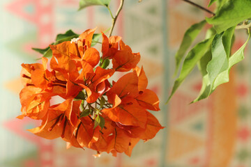 orange bougainvillea flower closeup