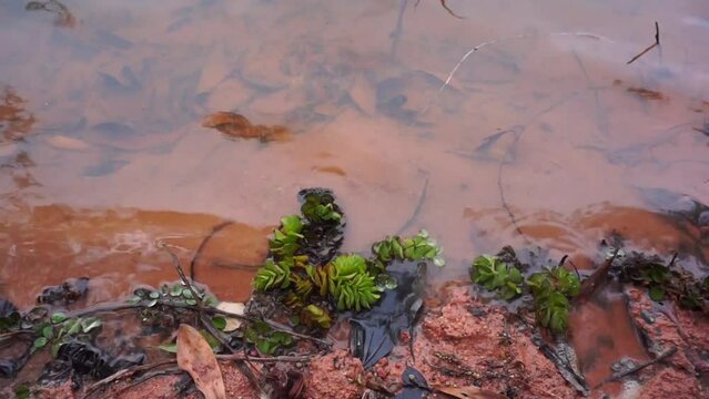 water on the edge of the lake