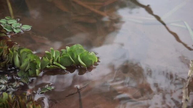 water on the edge of the lake