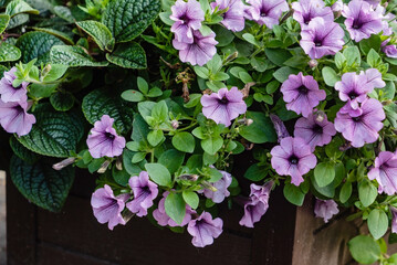 nice flowers in the container