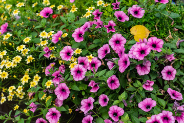 Fototapeta premium nice flowers in the container