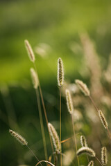 Close-up of a wild grass in the field