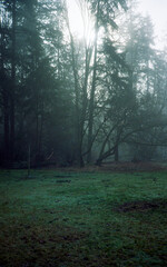 Obraz premium morning in the woods