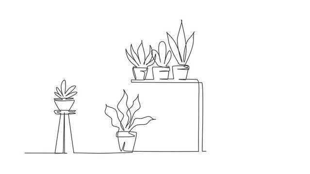 Self drawing animation of single line draw home garden, succulents, potted plants. Interior, table, stand for home plants. Seedlings of decorative tulips. Continuous line draw. Full length animated