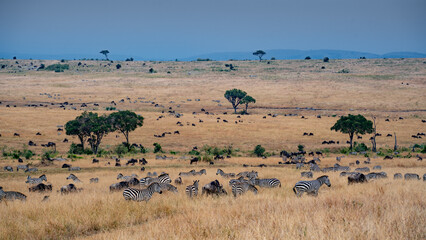 Fototapeta na wymiar a herd of zebra grazing on the plains of masai mary kenya.