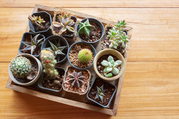 Small cactus in pot on brown wooden plank background, Small plant, Top view