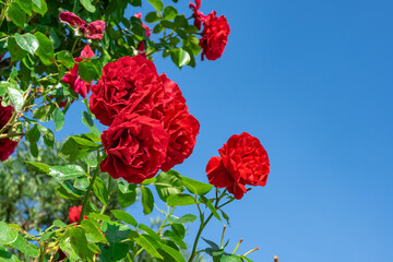 綺麗に咲いた赤い薔薇