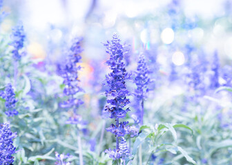 purple bubble on lavender field background