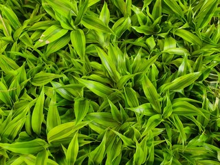 Fototapeta premium Dracaena fragrans is an air-purifying shrub with long leaves with a green longitudinal pattern. and yellow is popularly planted as an ornamental plant, believed to bring good luck and ascendancy