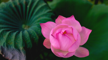The pink lotus is about to bloom.
