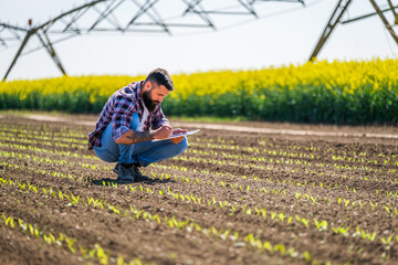 Farmer is examining the progress of crops in his corn field.