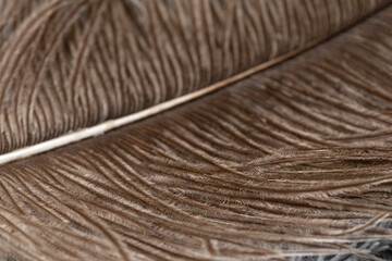 Close-up of an ostrich feather, showing details of the feather. Macro shot