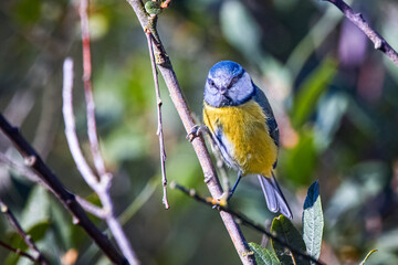 Cyanistes caeruleus Blue tit perched on twig close up 
