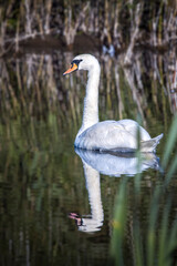 mute swan swimming on water with reflection