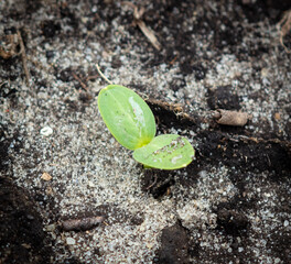 The sprout breaks through the soil in spring. Nature