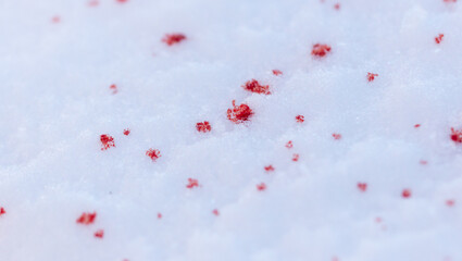 Red blood on white snow