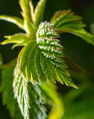 Green leaves on a raspberry branch in spring.