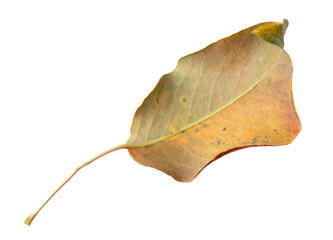 Naklejka premium Autumn leaf from a tree isolated on a white background.
