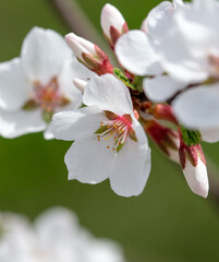 Cherry blossoms on a tree in spring.