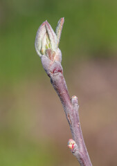 Opening bud with leaves on an apple tree branch.