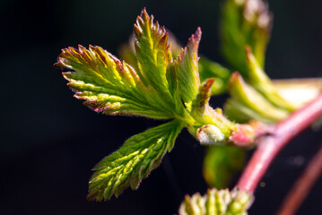 Green leaf on a plant on a black background.
