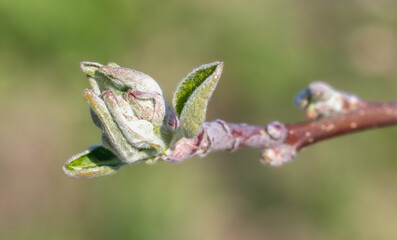 Obraz premium Opening bud with leaves on an apple tree branch.