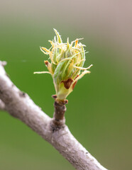 Opening bud on pear branch in spring.