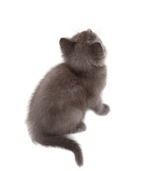 Gray kitten is playing isolated on a white background.