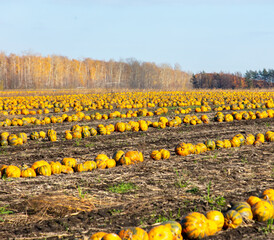 Ripe pumpkins lie on the ground in a field.