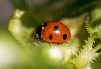 Ladybug on a green leaf of a tree.