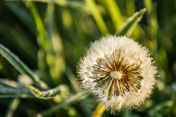 White dandelion flower covered with morning frost.