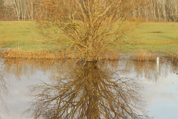 In Provence, a tree in a mirror