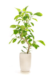 観葉植物、フィカス・ウィルデマニアーナの鉢植え【白背景】